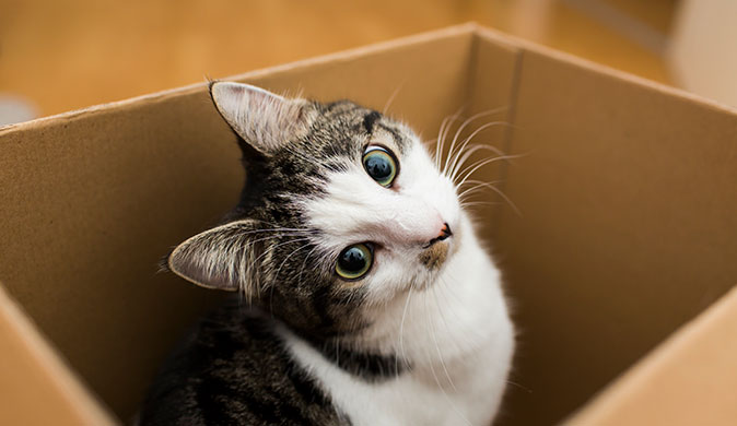 Tips on moving with pets